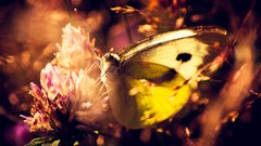 Nature Butterflies