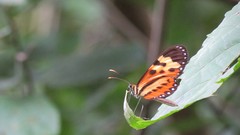 Nature Butterflies