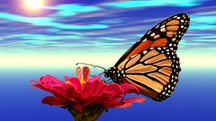 Nature Butterflies