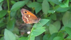 Nature Butterflies