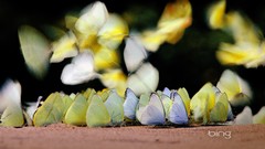 Nature Butterflies