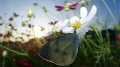 Nature Butterflies