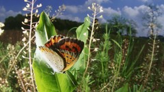 Nature Butterflies