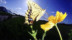 Nature Butterflies