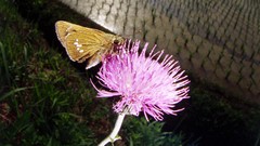 Nature Butterflies