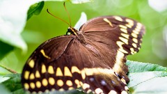 Nature Butterflies