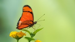 Nature Butterflies
