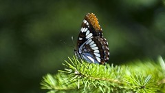 Nature Butterflies