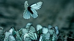 Nature Butterflies