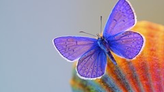 Nature Butterflies