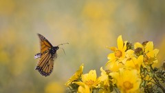 Nature Butterflies