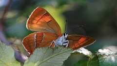 Nature Butterflies