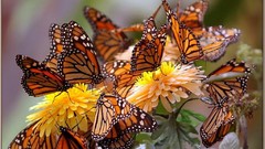 Nature Butterflies