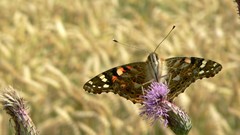 Nature Butterflies