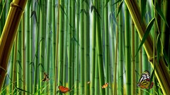 Nature Butterflies bamboo forests