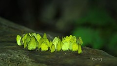 Nature Butterflies bing