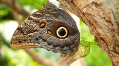 Nature Butterflies close-up insects