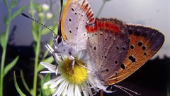 Nature Butterflies Daisy