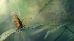 Nature Butterflies Flipped