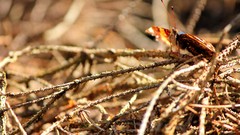 Nature Butterflies fortress harmony multicolor butterfly wings 