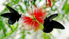 Nature Butterflies Green