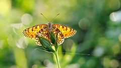 Nature Butterflies Green
