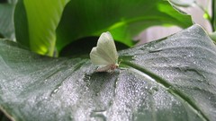 Nature Butterflies Green leaf