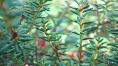 Nature Butterflies Green mushrooms forests