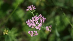 Nature Butterflies Green mushrooms forests