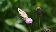 Nature Butterflies Green mushrooms forests