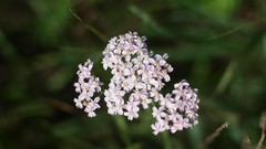 Nature Butterflies Green mushrooms forests
