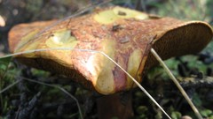 Nature Butterflies Green mushrooms forests