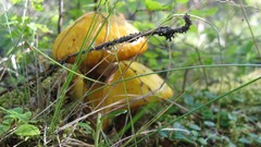 Nature Butterflies Green mushrooms forests