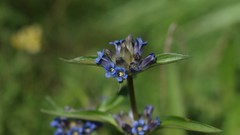 Nature Butterflies Green mushrooms forests