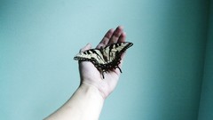 Nature Butterflies hands insects