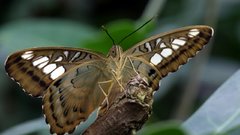 Nature Butterflies insect