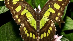 Nature Butterflies insects