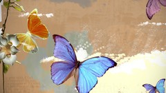 Nature Butterflies insects