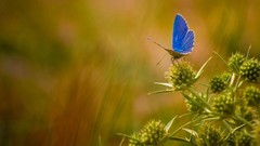 Nature Butterflies insects