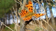 Nature Butterflies insects