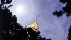 Nature Butterflies insects