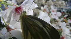 Nature Butterflies insects