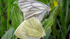 Nature Butterflies insects