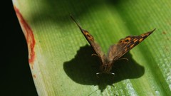 Nature Butterflies insects