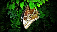 Nature Butterflies insects