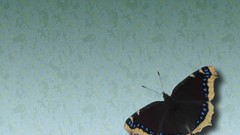 Nature Butterflies insects