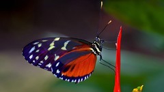 Nature Butterflies insects