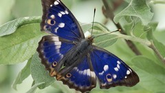 Nature Butterflies insects