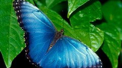 Nature Butterflies insects