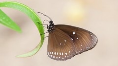 Nature Butterflies insects